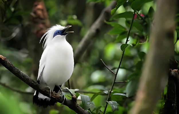 Petualangan Alam Bali Barat : Menguak Keindahan Flora dan Fauna Lokal, No.4 Paling Seru