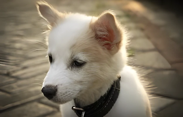 Asal Usul Anjing Kintamani: Anjing Endemik Bali yang Menawan