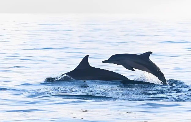 Wisata Pantai Lovina, Melihat Aksi Lumba-Lumba yang Tak Terlupakan Melihat Lumba Lumba Pantai Lovina