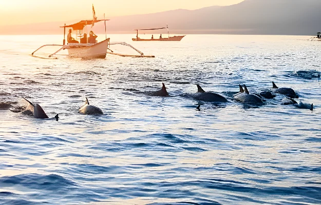 Wisata Pantai Lovina, Melihat Aksi Lumba-Lumba yang Tak Terlupakan Serunya melihat lumba lumba di Pantai Lovina