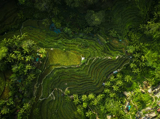 Wisata Alam Ubud