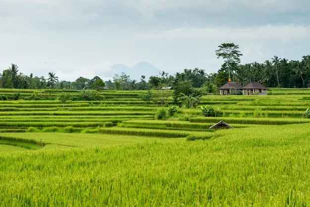 Sistem Subak Warisan Bali Yang Mendunia