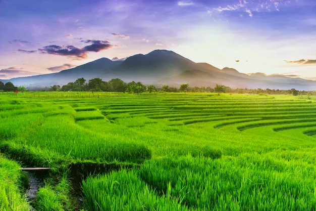 Sawah di Bali menggunakan sistem subak