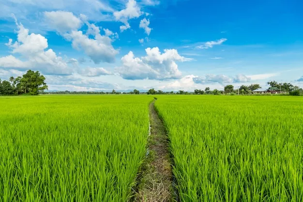 Sistem Subak Sebagai sistem perairan sawah di Bali